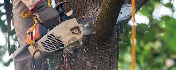 Best Tree Removal  in South Zanesville, OH