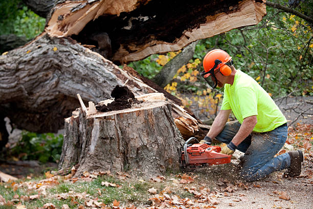 Best Stump Grinding and Removal  in South Zanesville, OH