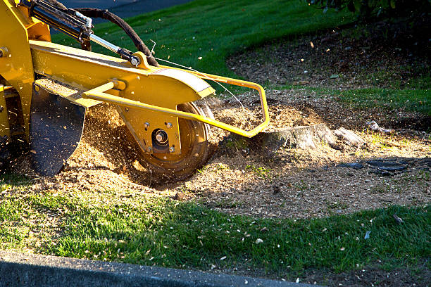 Best Root Management and Removal  in South Zanesville, OH