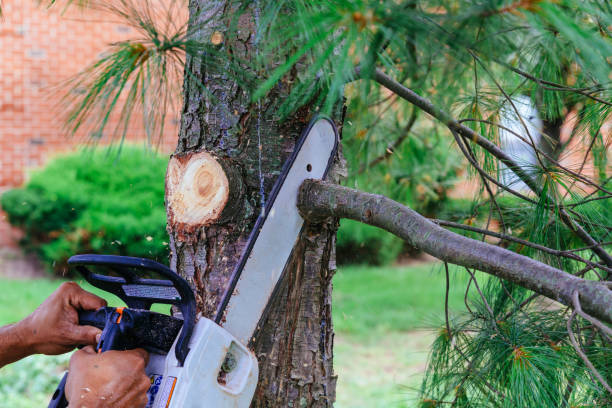 Best Arborist Consultation Services  in South Zanesville, OH